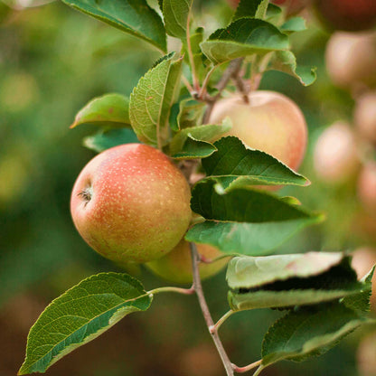Honeycrisp™ Apple Tree