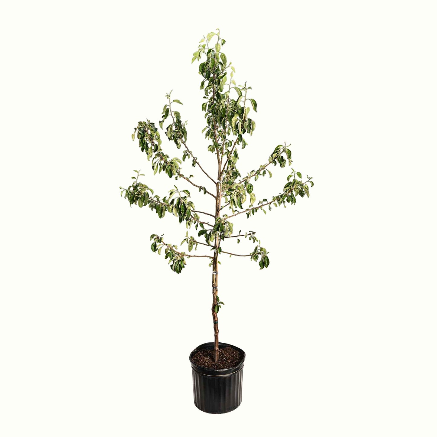 Honeycrisp™ Apple Tree