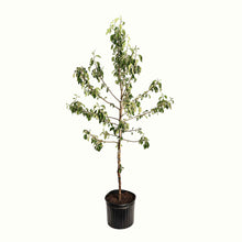 Honeycrisp™ Apple Tree