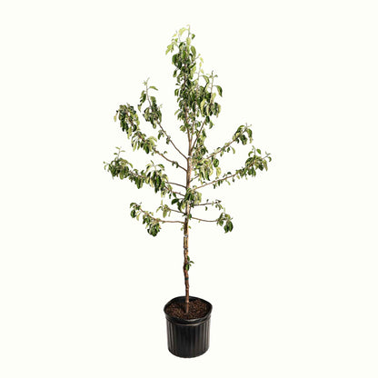 Honeycrisp™ Apple Tree