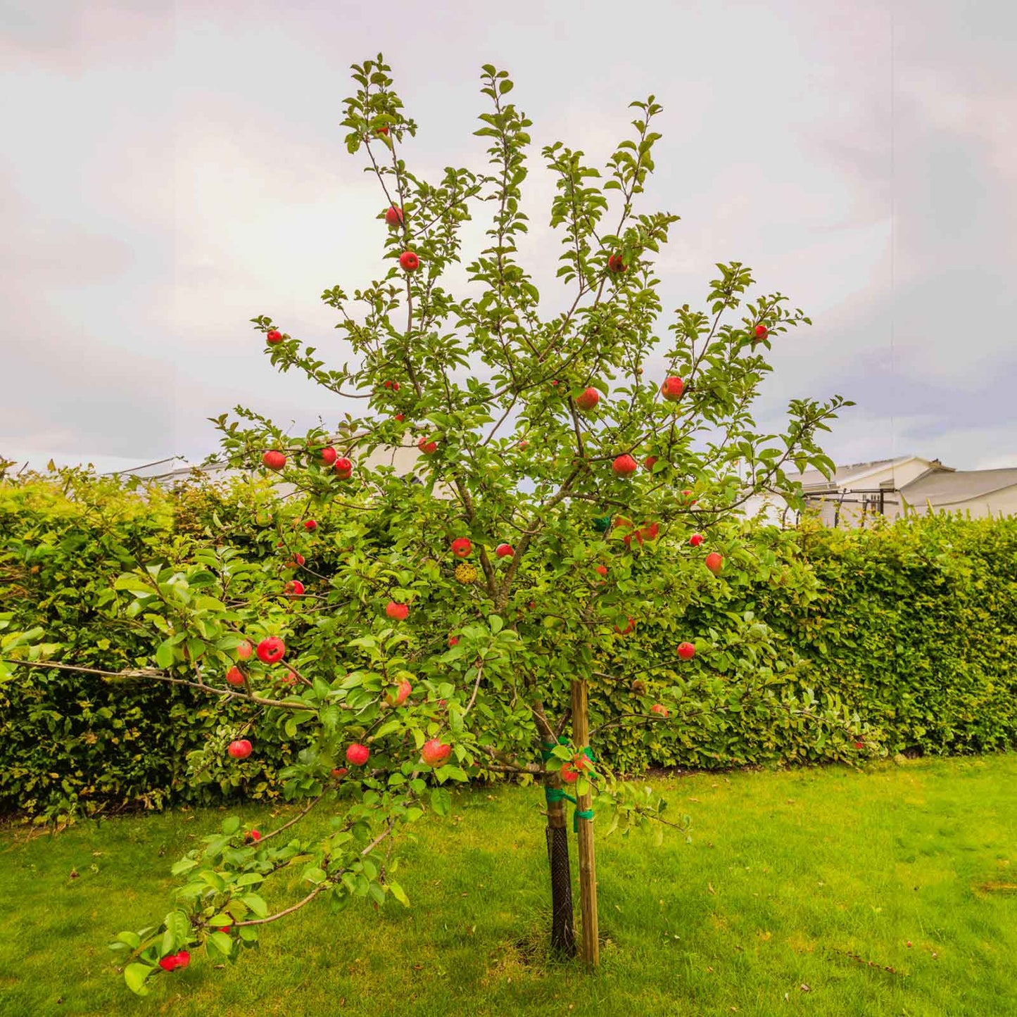 Honeycrisp™ Apple Tree