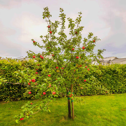 Honeycrisp™ Apple Tree