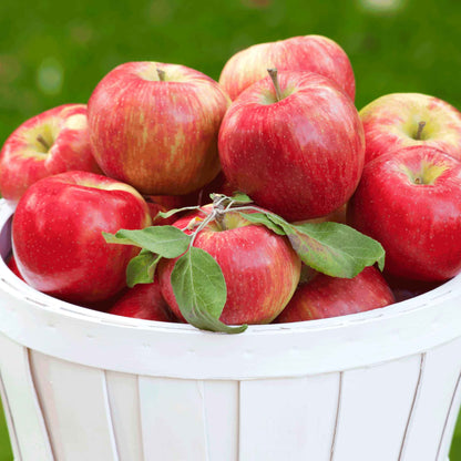 Honeycrisp™ Apple Tree