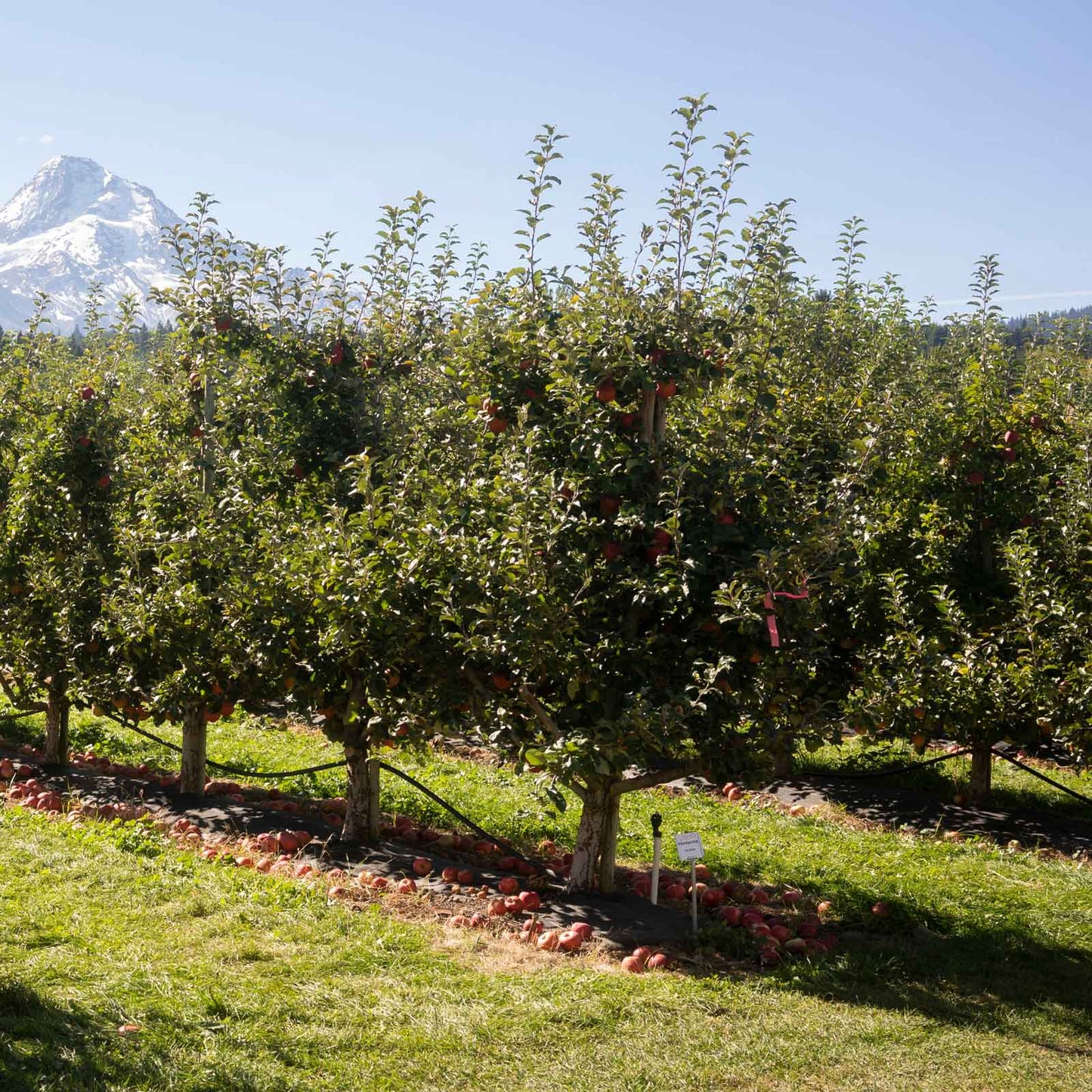 Honeycrisp™ Apple Tree