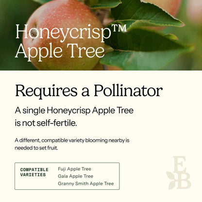 Informational graphic for a Honeycrisp Apple Tree, featuring a top photo of apples and text stating it is self-pollinating and produces a full crop on its own.