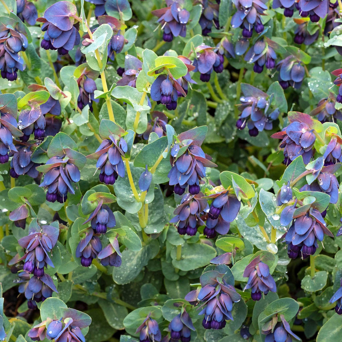 honeywort purple