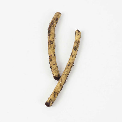 Bare root of horseradish set on a white background