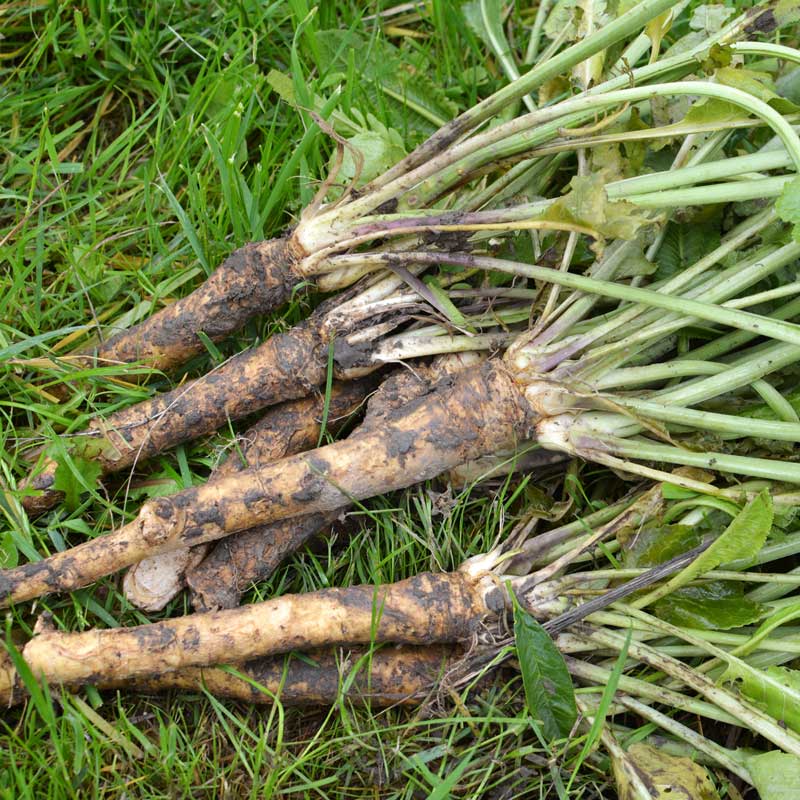 Horseradish sets freshly harvested and ready for prep.