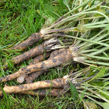 Horseradish sets freshly harvested and ready for prep.