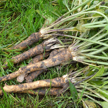 Horseradish sets freshly harvested and ready for prep.