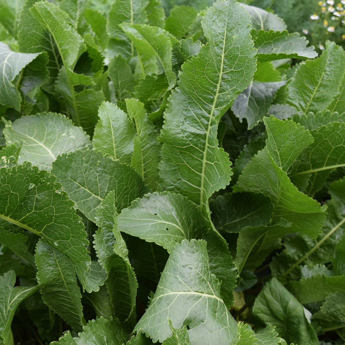 Horseradish plant showing rich green leaves