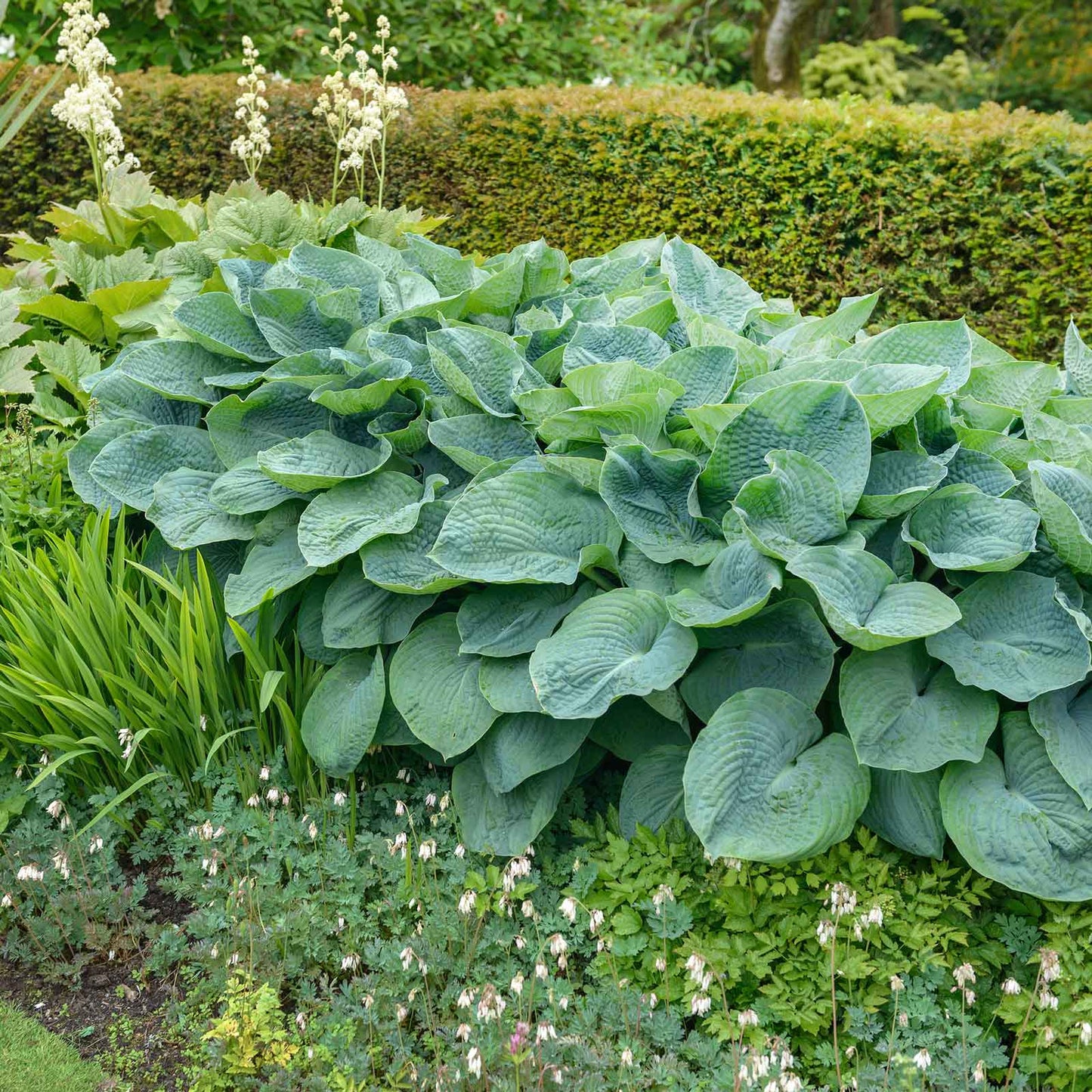 hosta giant mix