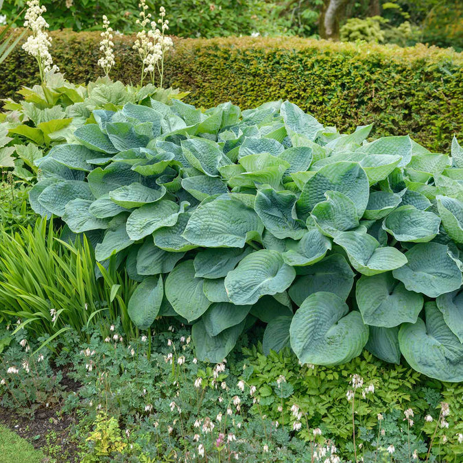 hosta giant mix