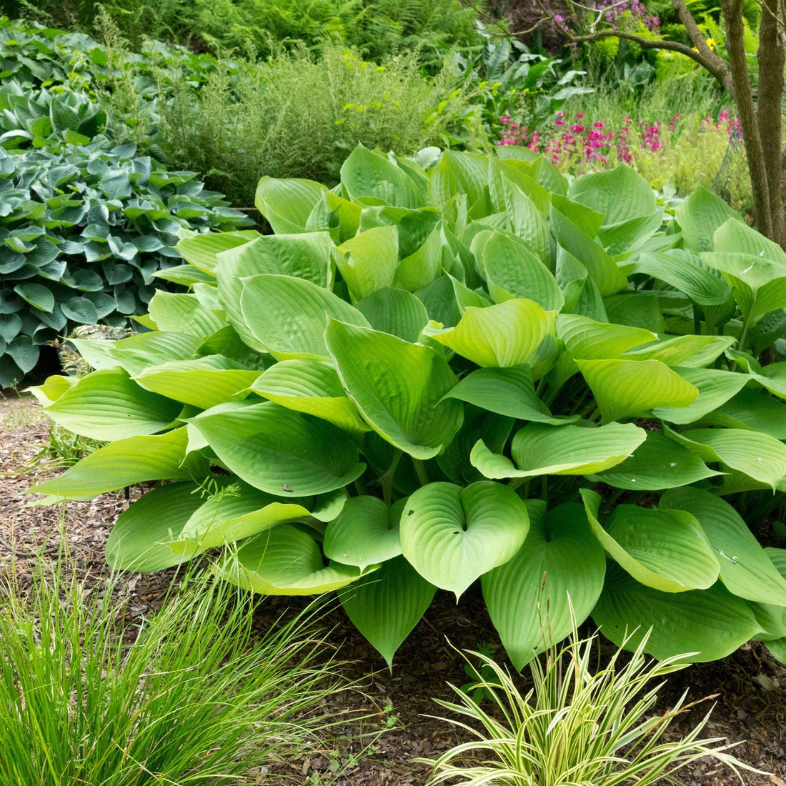 Hosta Roots - Giant Mix | Flower Bulbs | Eden Brothers