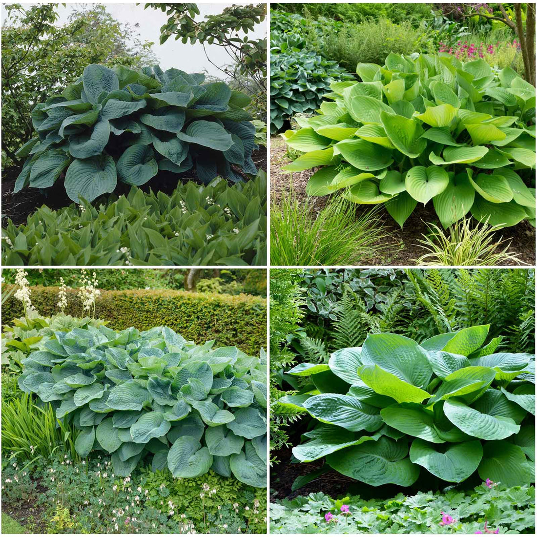 Hosta Roots - Giant Mix | Flower Bulbs | Eden Brothers