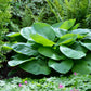 hosta giant mix