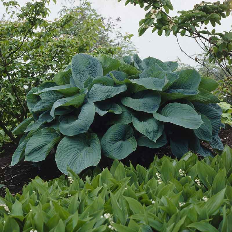hosta giant mix