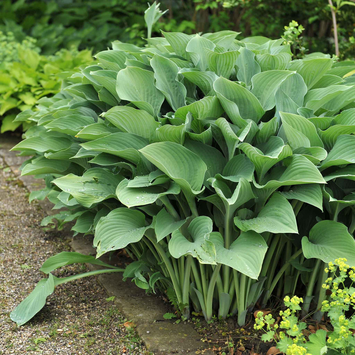 Hosta Roots - Krossa Regal | Flower Bulbs | Eden Brothers