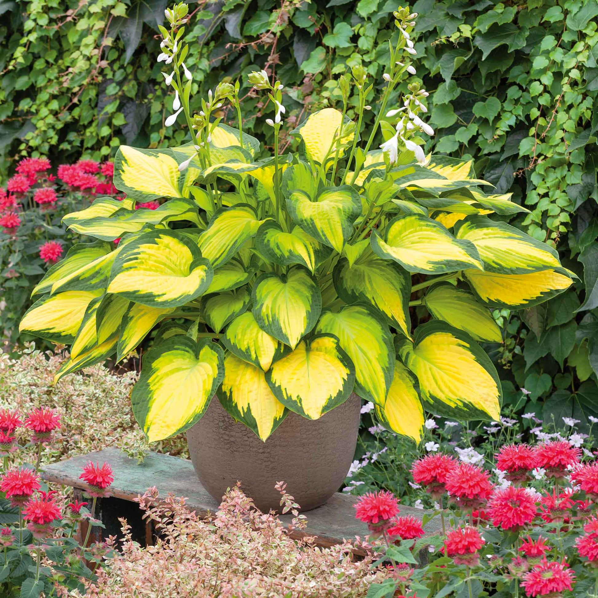 A close-up of a Hosta 'Orange Marmalade' plant with vibrant green leaves and a fiery orange center.