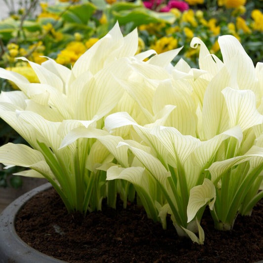 hosta white feather