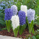 Hyacinth Bulbs - Blue Mix