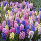 Hyacinth Bulbs - Mix