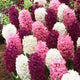 Hyacinth Bulbs - Pink Mix