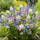 Hyacinth Bulbs - Wood Hyacinth Mix