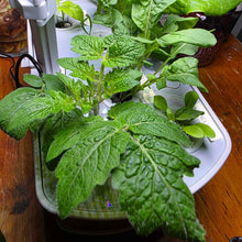 Plants from the hydroponic bundle in a planter with LED grow lights
