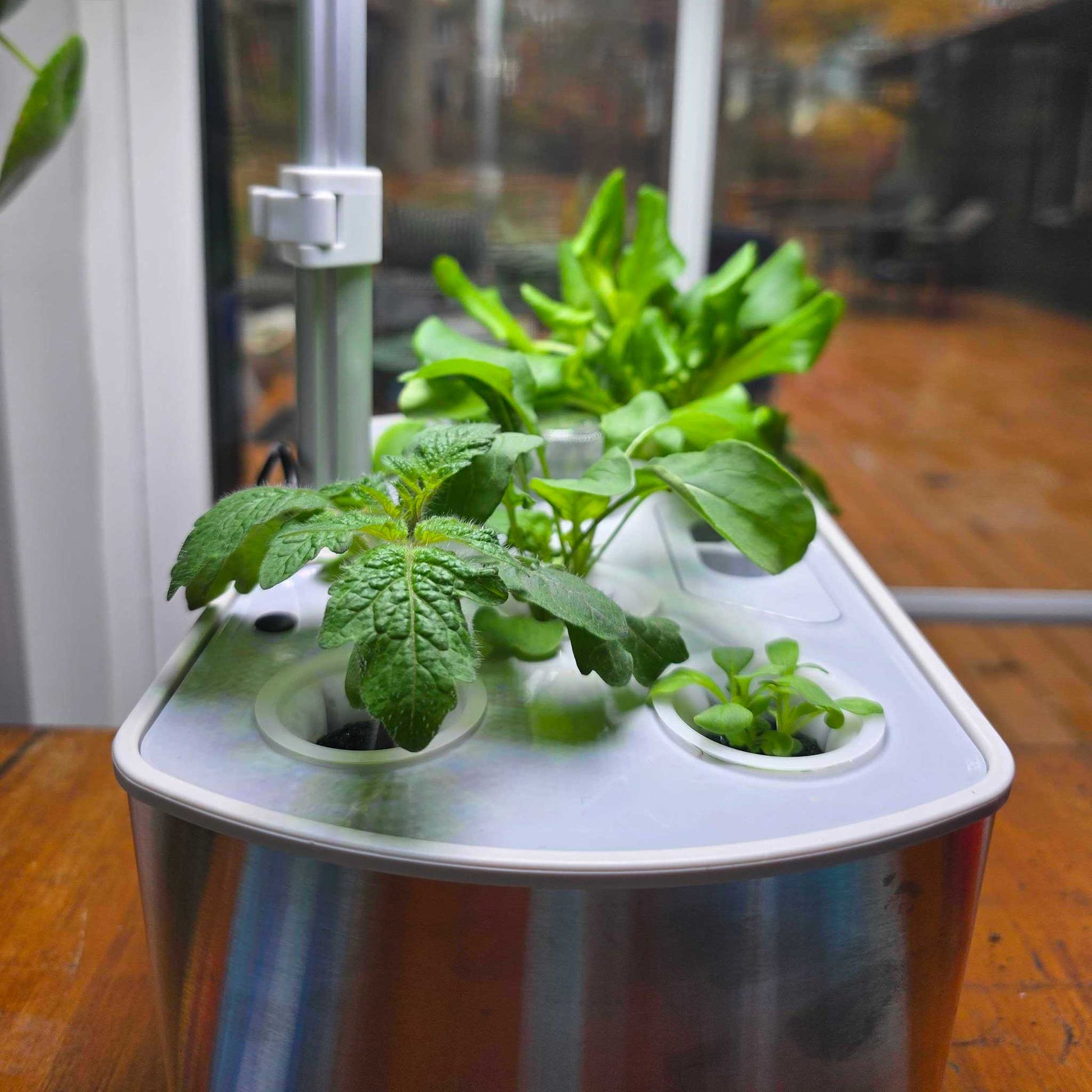 Plants from the hydroponic bundle in a planter with LED grow lights