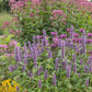 hyssop giant lavender blue