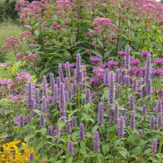 Close-up of giant lavender blue hyssop flowers with green leaves, possibly in a garden.