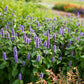 Close-up of vibrant hyssop flowers blooming, showcasing their slender stems and lush green leaves.