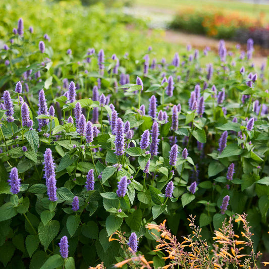 Close-up of vibrant hyssop flowers blooming, showcasing their slender stems and lush green leaves.