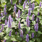 Close-up of hyssop flowers with purple petals and green leaves, against a soft-focus background.
