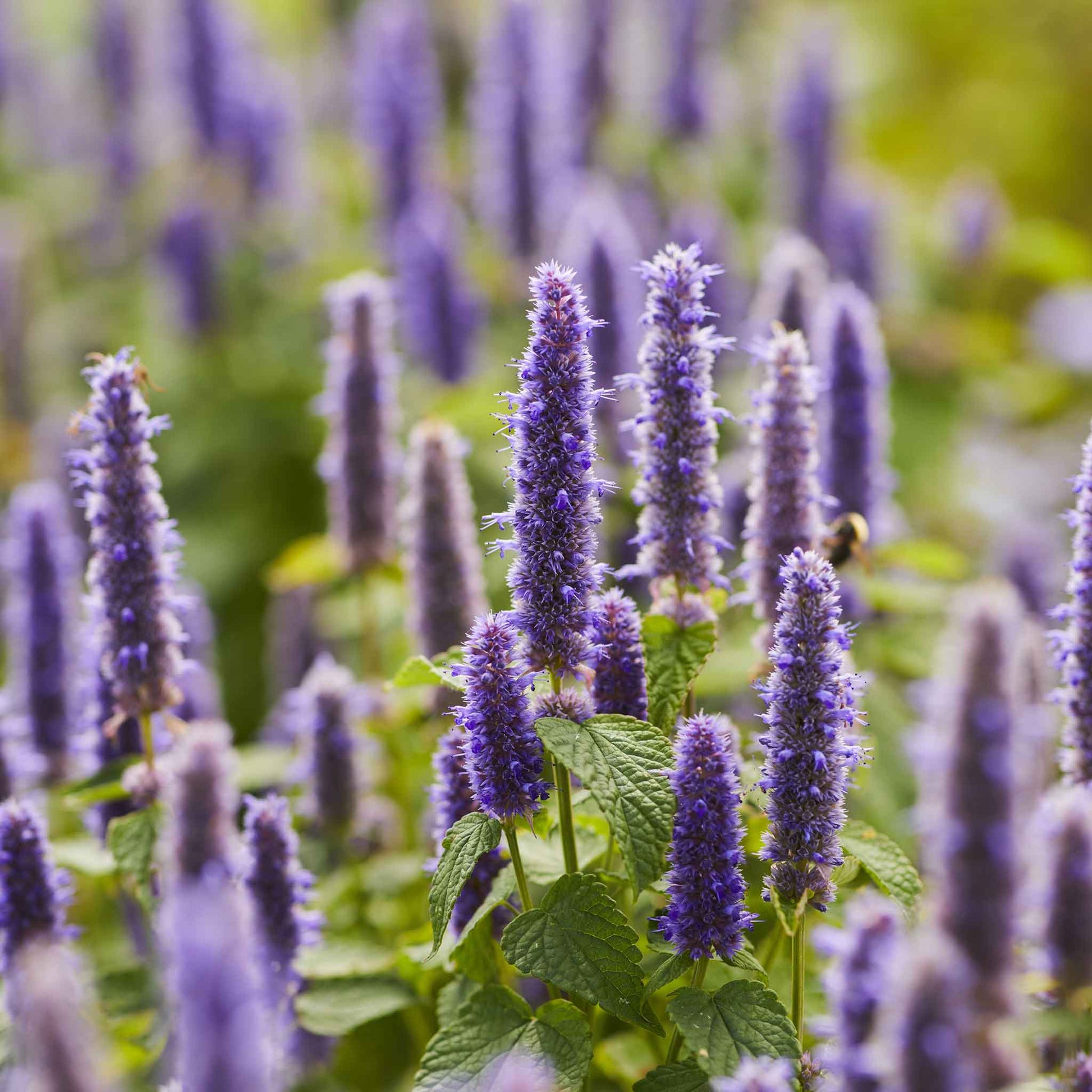 A close-up shot of a group of hyssop flowers with purple petals and green foliage in the background.