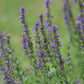 hyssop