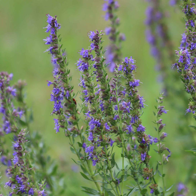 hyssop