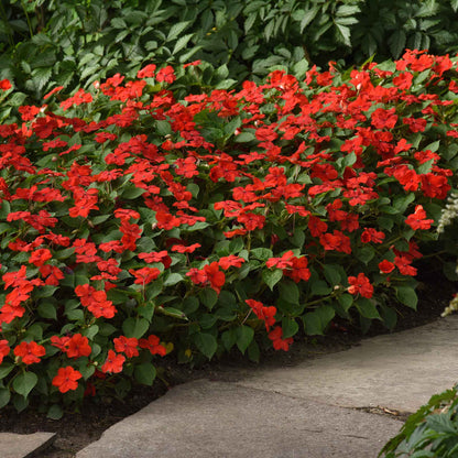 Impatiens beacon bright red dense red flowers with green foliage along a garden path.