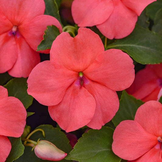 impatiens beacon coral