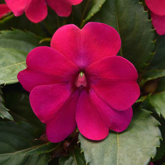 impatiens solarscape magenta bliss