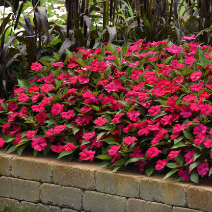 Impatiens solarscape magenta bliss bright magenta flowers massed in a garden bed.