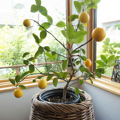 Improved Meyer Lemon Bush