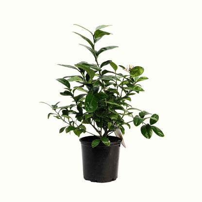 Improved Meyer Lemon Bush