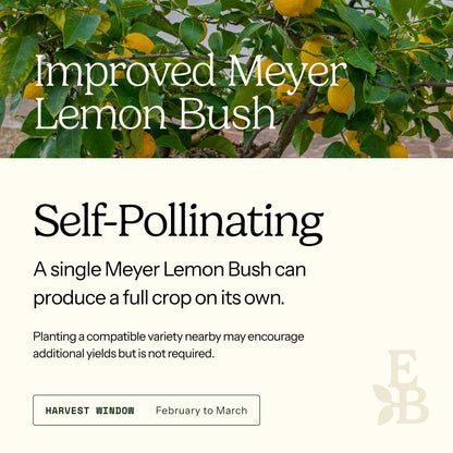 Informational graphic for a Improved Meyer Lemon Bush, featuring a top photo of lemons and text stating it is self-pollinating and produces a full crop on its own.