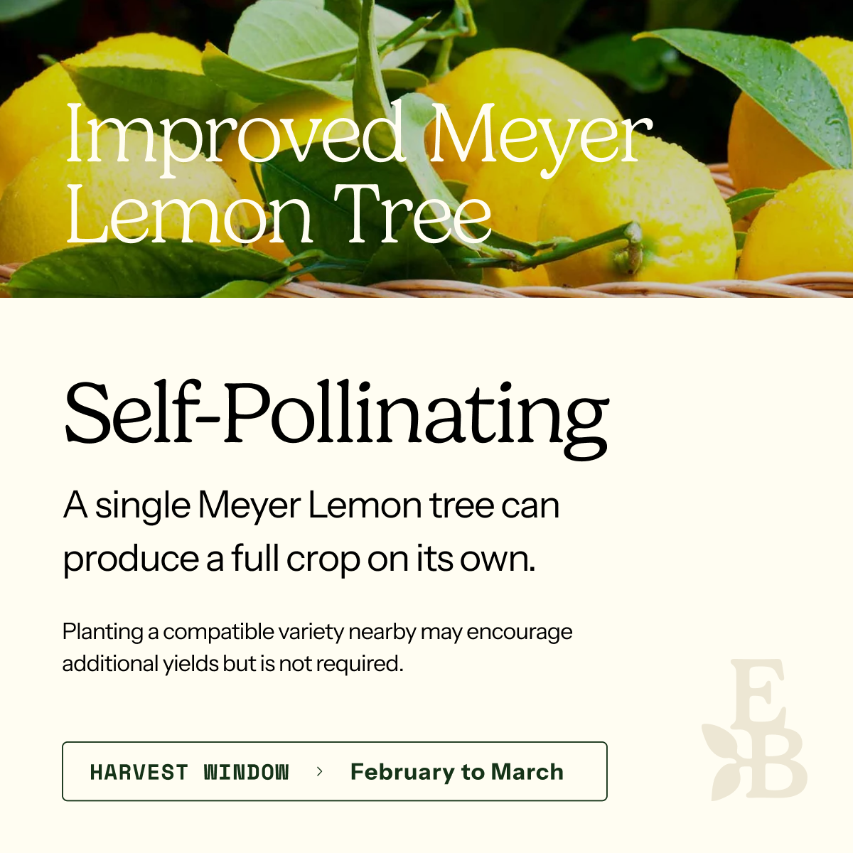 Promotional graphic for the Improved Meyer Lemon Tree, featuring a top photo of yellow lemons on a vine with green leaves, and a lower text section explaining that it is self-pollinating and can produce a full crop on its own.