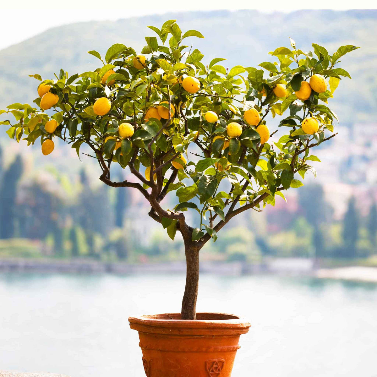 A potted meyer lemon tree with bright yellow lemons and green leaves, set against a blurred background of water and hills.