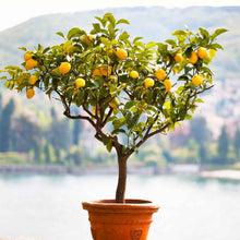 Improved Meyer Lemon Tree