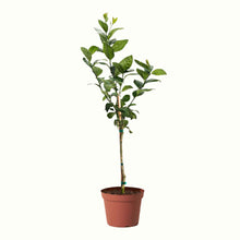 Improved Meyer Lemon Tree