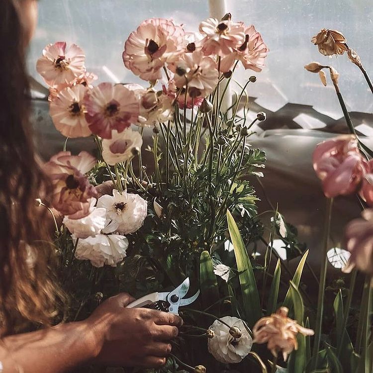 flowers in a window